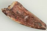 .64" Serrated, Triassic Reptile (Postosuchus?) Tooth - New Mexico - #202238-1